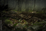 preview original