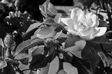 preview bw