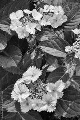 preview bw