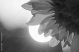 preview bw