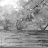 preview bw