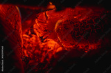 preview original
