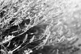 preview bw