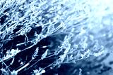 preview cold