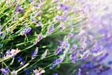 preview original