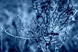 preview cold