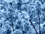 preview cold