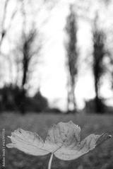 preview bw