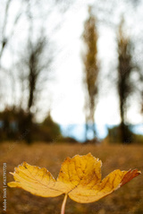 preview original