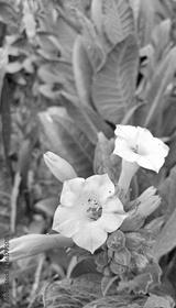 preview bw