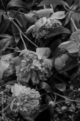 preview bw