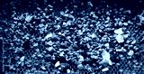 preview cold