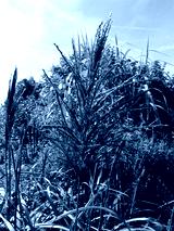preview cold