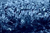 preview cold