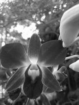 preview bw