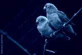 preview cold