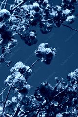 preview cold
