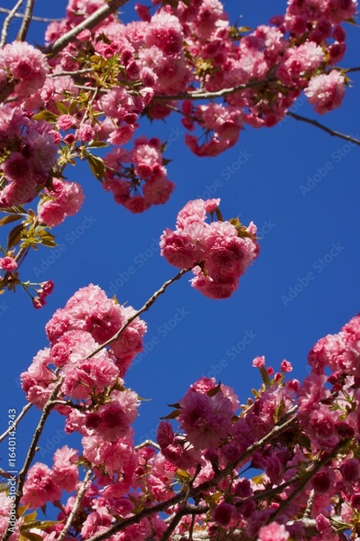 image to crop