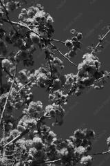 preview bw