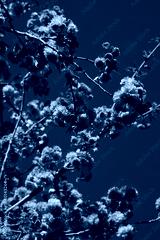 preview cold