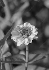 preview bw