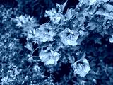 preview cold