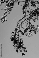 preview bw