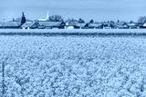 preview cold