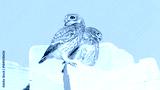 preview cold