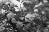 preview bw