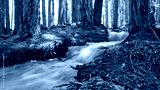 preview cold