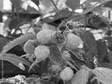 preview bw