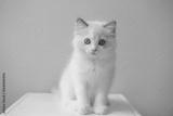 preview bw