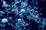 preview cold