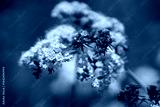 preview cold