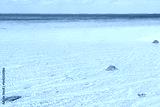 preview cold
