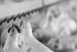 preview bw