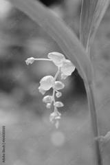 preview bw