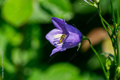 image to crop