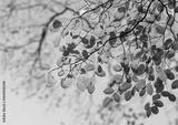 preview bw