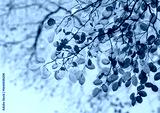 preview cold