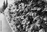 preview bw