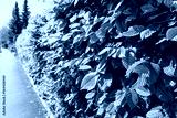 preview cold