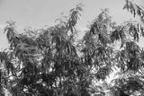 preview bw