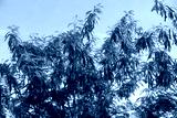 preview cold