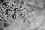 preview bw