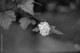 preview bw