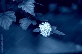 preview cold