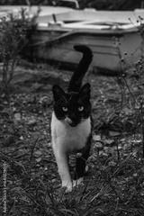 preview bw