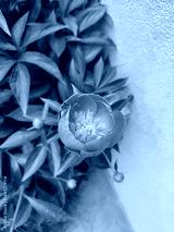 preview cold
